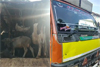 Mangaluru: 17 cattle rescued from illegal and cruel transportation, one arrested